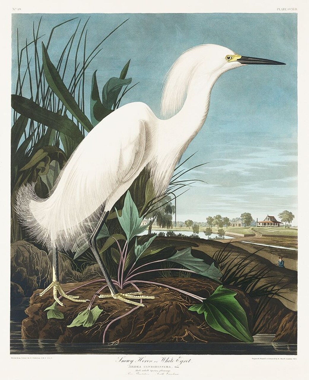 Snowy Heron, or White Egret Poster Print by John James Audubon # 53404